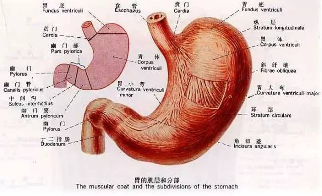 比胃药还厉害