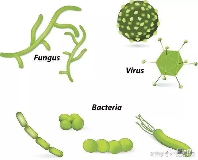 胃里感染幽门螺杆菌，身体会给出6个反应，马虎不得